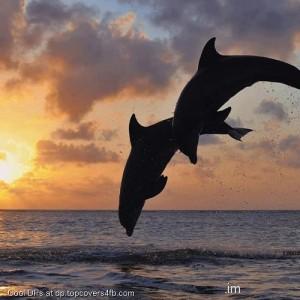 Dolphins-Sunset-Display-Picture