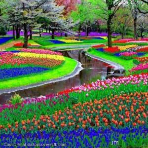 Flower-Scenery-Field-Display-Picture