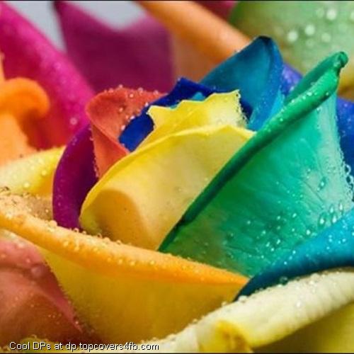 Flowers-Colorful-Petals-Display-Picture