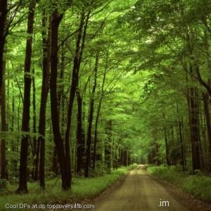 Forest-Trees-Road-Display-Picture