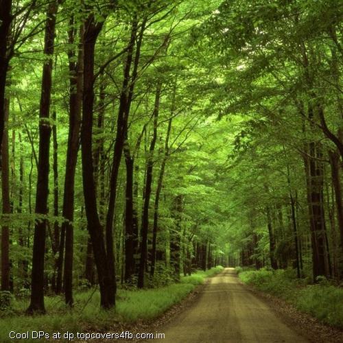 Forest-Trees-Road-Display-Picture