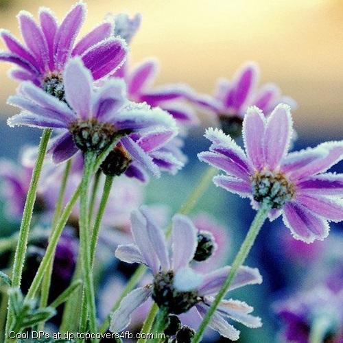 Frozen-Flowers-Display-Picture