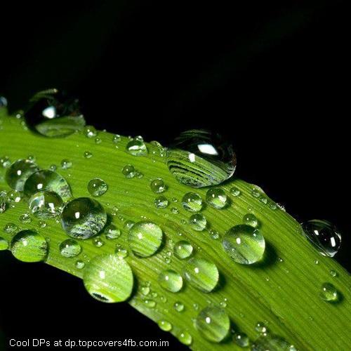Green-Drops-Display-Picture