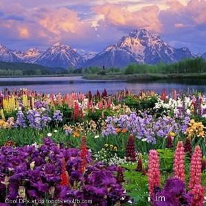Natural-Lake-Flowers-Display-Picture