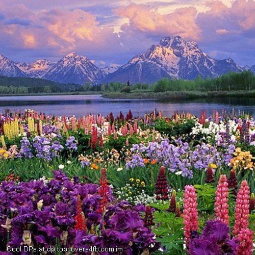 Natural-Lake-Flowers-Display-Picture