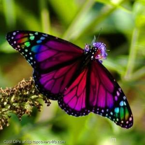 Purple-And-Black-Butterfly-Display-Picture