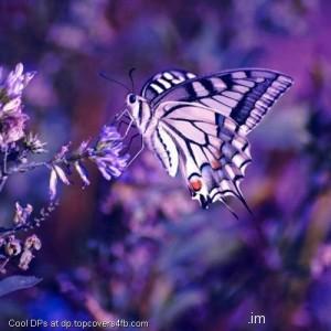 Purple-And-White-Butterfly-Display-Picture