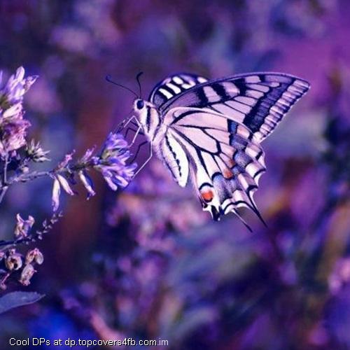 Purple-And-White-Butterfly-Display-Picture