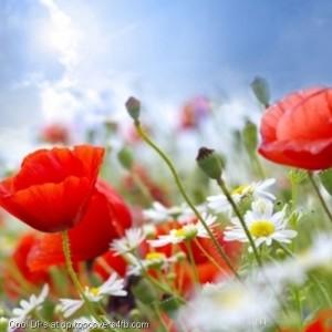 Red-Flowers-Filed-Display-Picture