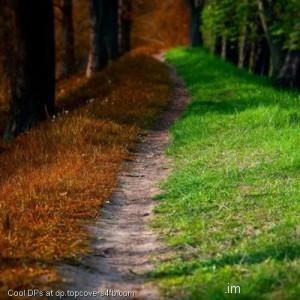 Spring-Autumn-Forest-Park-Display-Picture