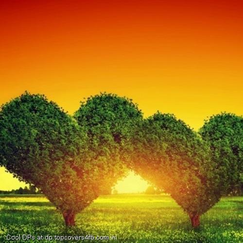 Sunset-Heart-Tree-Display-Picture