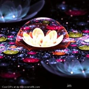 The-Dark-Flower-Dome-Display-Picture