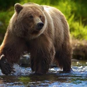 Bear-At-River-Summer-Display-Picture