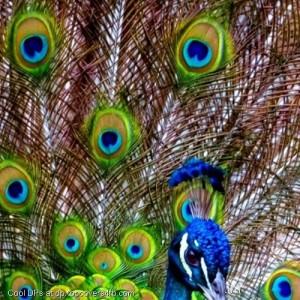 Beautiful-Peacock-Tail-Display-Picture