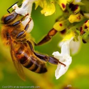 Bee-Macro-Flower-Display-Picture