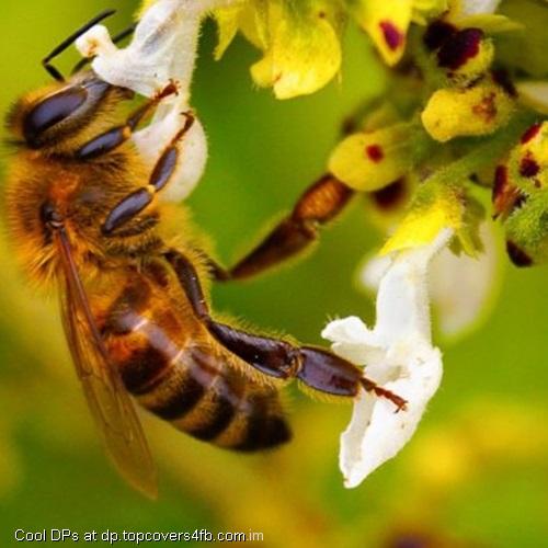 Bee-Macro-Flower-Display-Picture