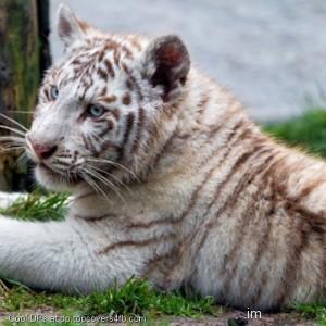 Chilling-White-Tiger-Cub-Display-Picture