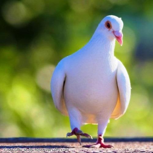 Cute-White-Pigeon-Display-Picture
