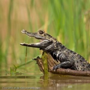 Dwarf-Crocodile-Display-Picture