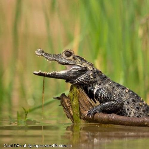 Dwarf-Crocodile-Display-Picture