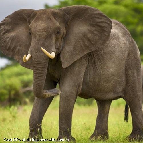 Elephant-Beautiful-Tusks-Display-Picture