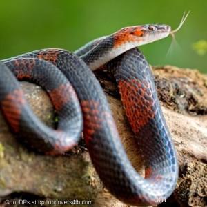 Falsa-Coral-Display-Picture