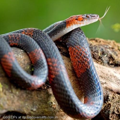 Falsa-Coral-Display-Picture