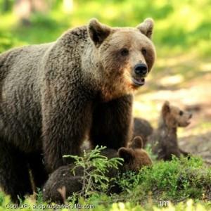 Forest-Bear-Display-Picture