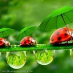 Funny-Lady-Bugs-With-Umbrellas-Display-Picture