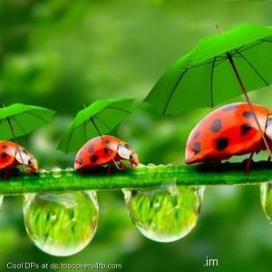 Funny-Lady-Bugs-With-Umbrellas-Display-Picture
