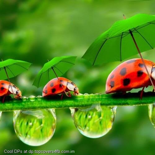 Funny-Lady-Bugs-With-Umbrellas-Display-Picture