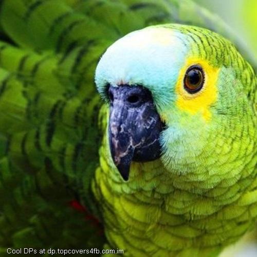 Green-Parrot-Black-Beak-Display-Picture