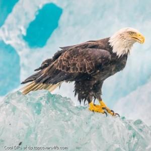 Hawk-Bird-Sitting-On-Rock-Display-Picture
