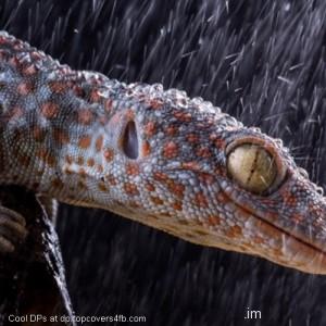 Lizard-In-Rain-Display-Picture