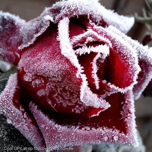Snow-Covered-Flower-Display-Picture