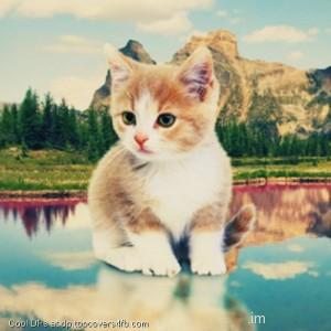Cute-Cat-Painting-Display-Picture