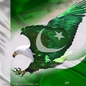 Independence-Day-Bird-Display-Picture