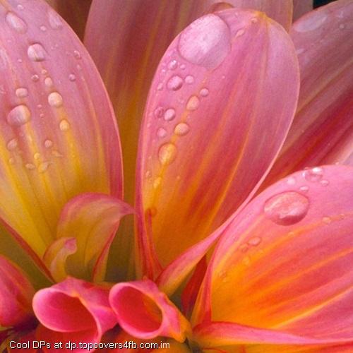 Osses-On-The-Flower-Display-Picture