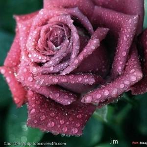 Osses-On-The-Rose-Display-Picture