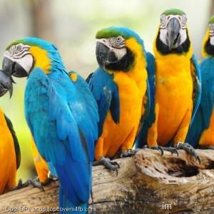 Parrots-Bird-On-Trunk-Display-Picture