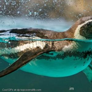 Penguin-Swimming-Display-Picture