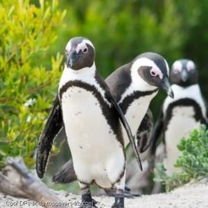 Penguins-Birds-Display-Picture