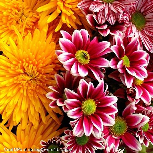 Pink-And-Yellow-Flower-Display-Picture