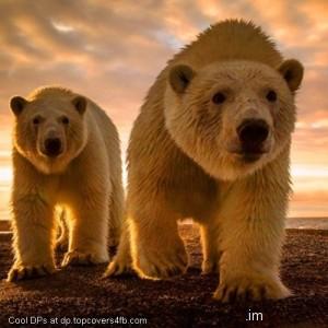 Polar-Bear-Sunset-Display-Picture