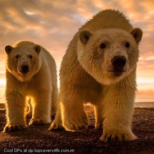 Polar-Bear-Sunset-Display-Picture