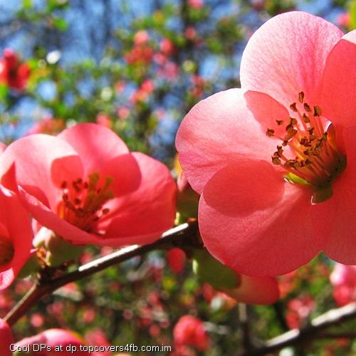 Red-Cherry-Bloom-Display-Picture