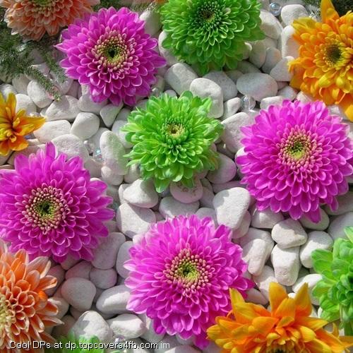 Several-Color-Flowers-Display-Picture