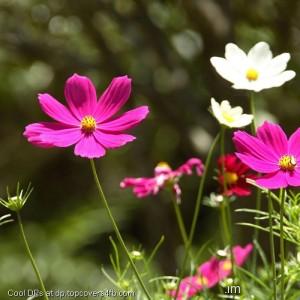 Small-Pink-Flower-Display-Picture
