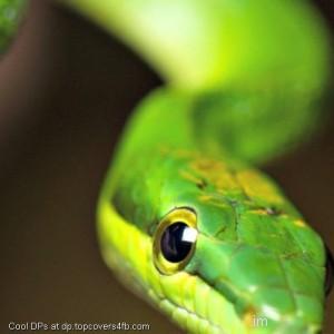 Snake-Tongue-Display-Picture