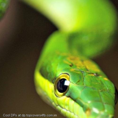 Snake-Tongue-Display-Picture